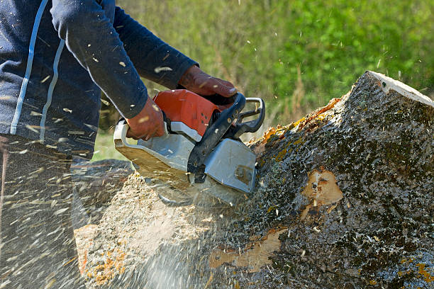 How Our Tree Care Process Works  in  Sherrill, NY