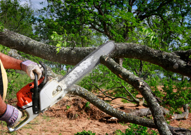 Trusted Sherrill, NY Tree Services Experts